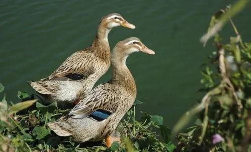 早鸭吃瓜全部视频,揭秘娱乐圈幕后故事